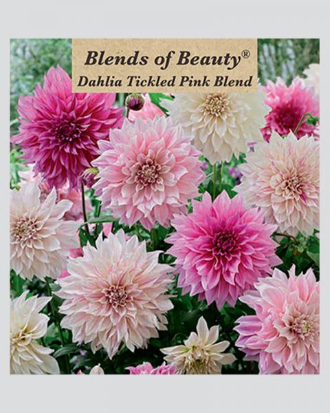 Dahlia Pkg of Decorative Tickled Pink Blend