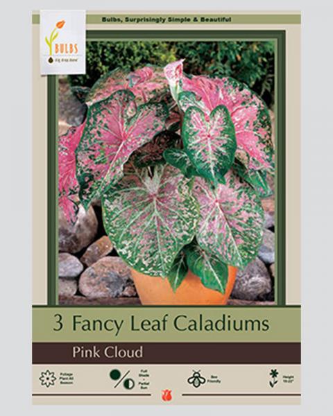Caladium Fancy Leaf Pink Cloud