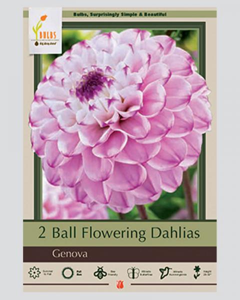 Dahlia Ball Flowering Genova