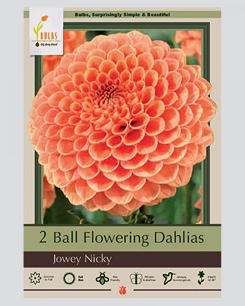 Dahlia Ball Flowering Jowey Nick