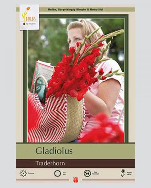 Gladiolus Lf Traderhorn