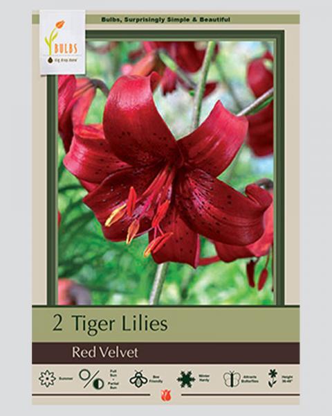 Lily Pkg of 2 Tiger Red Velvet