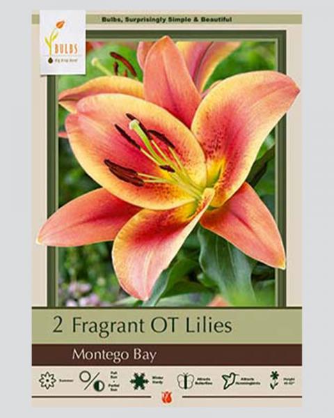 Lily Pkg of 2 Oriental Trumpet Montego Bay