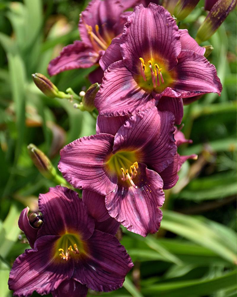 HEMEROCALLIS LITTLE GRAPETTE