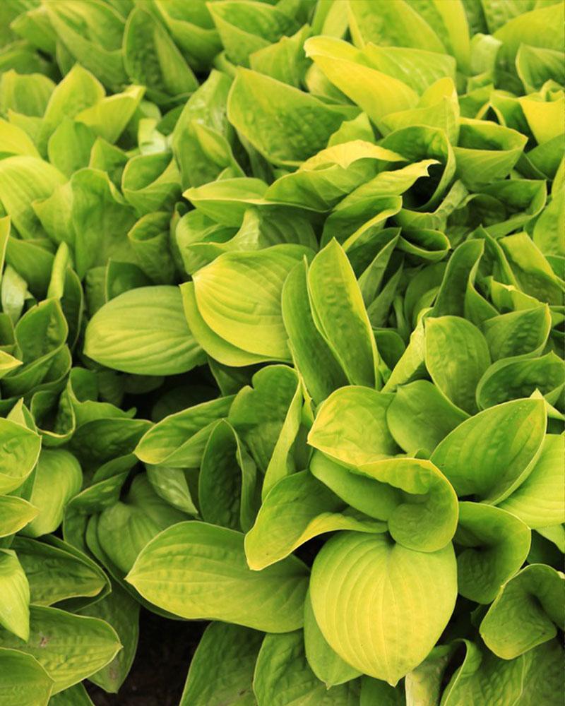 Hosta 'Itty Gold' 3.25 Inch