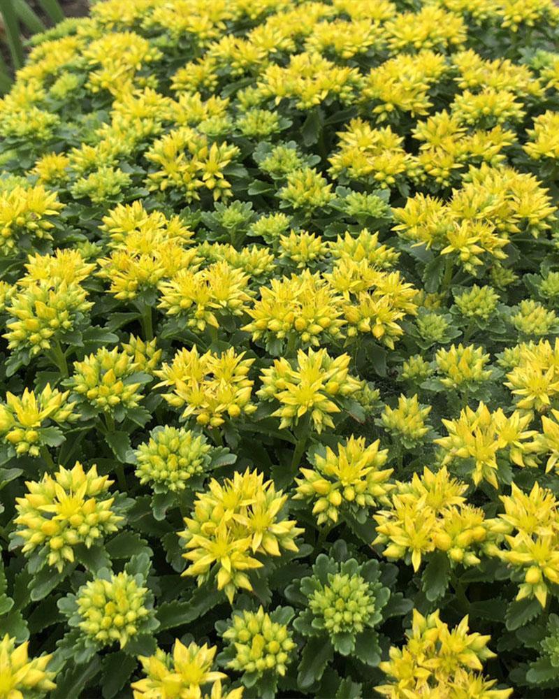 Sedum 'Little Miss Sunshine' 1 Gallon