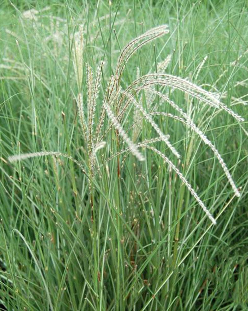 Grass Miscanthus 'Little Fountain' 1 Gallon