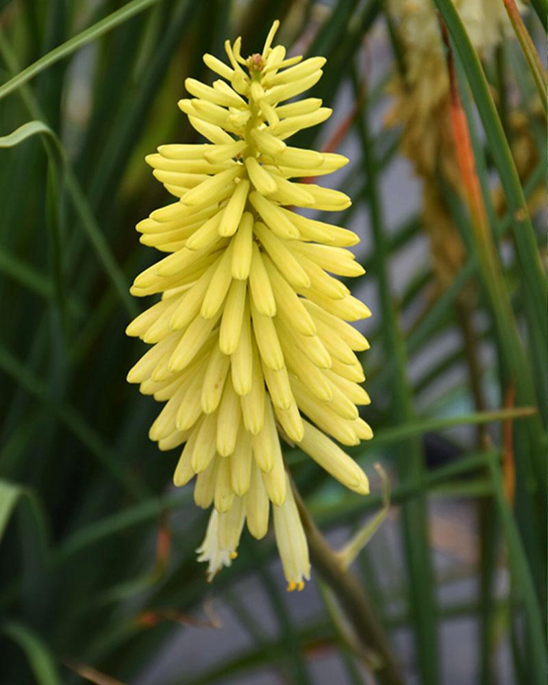 Kniphofia 'Pineapple Popsicleâ¢' 19 Cm