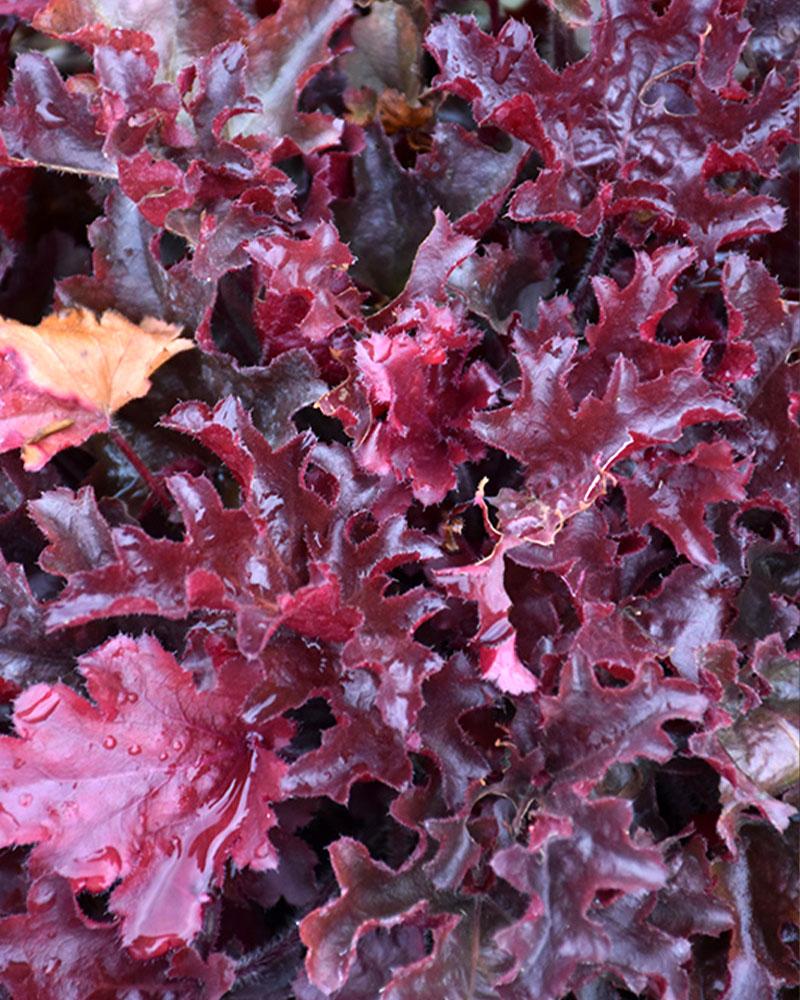 Heuchera Dolce® 'Cherry Truffles' 1 Gallon