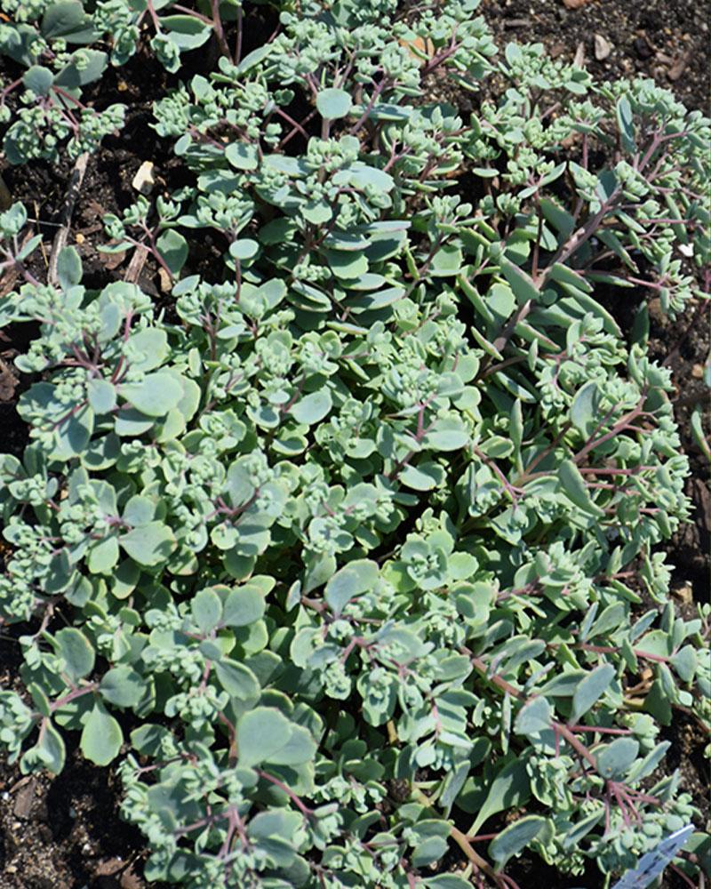 Departments - Sedum &lsquo;Steel The Show&rsquo; 19 Cm