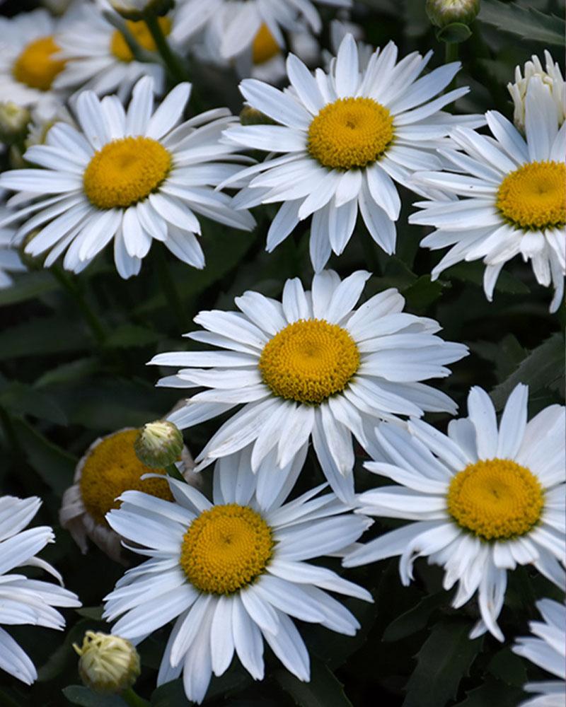 Leucanthemum 'Shortstop' 1 Gallon