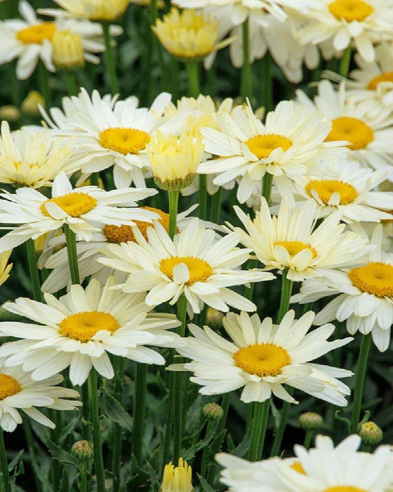 Leucanthemum Western Star 'Gemini' 1 Gallon