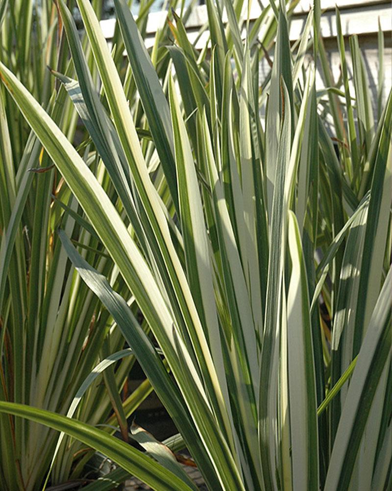 Iris 'Variegated' 1 Gallon