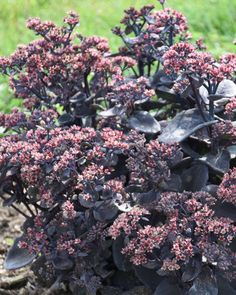 Sedum Rock 'N Grow® 'Back in Black' 1 Gallon