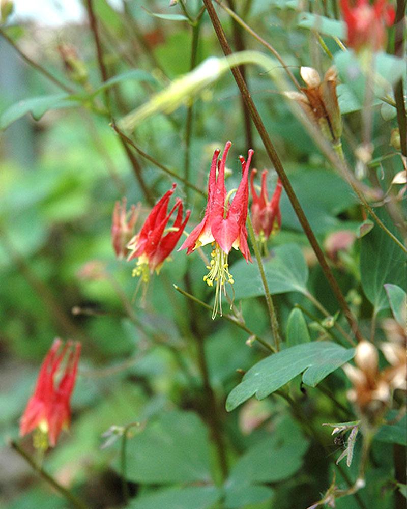 Aquilegia 'Little Lanterns' 1 Gallon