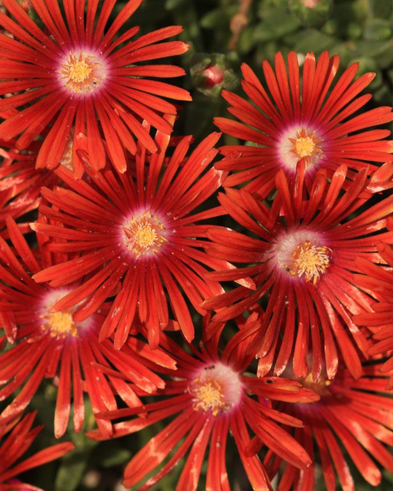 Delosperma 'Red Mountain Flame' 3.25 Inch