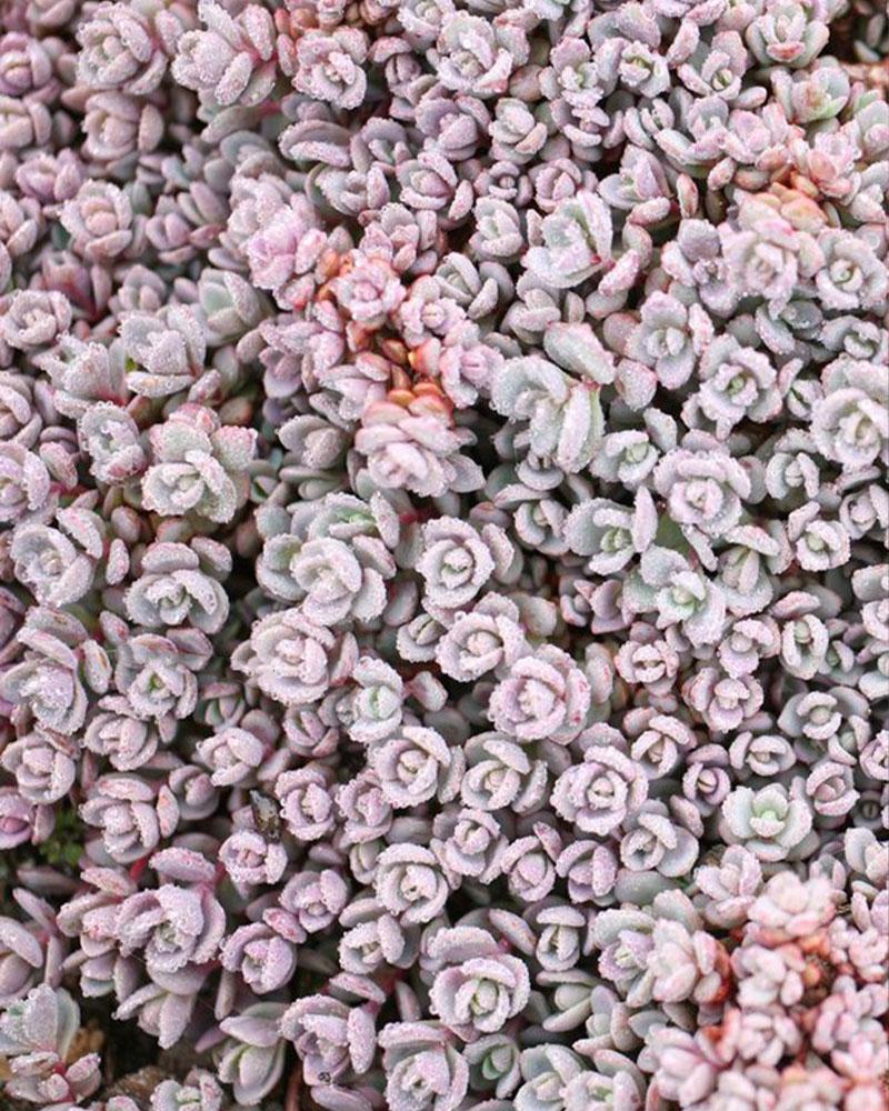 Sedum 'Ezawe' 3.25 Inch