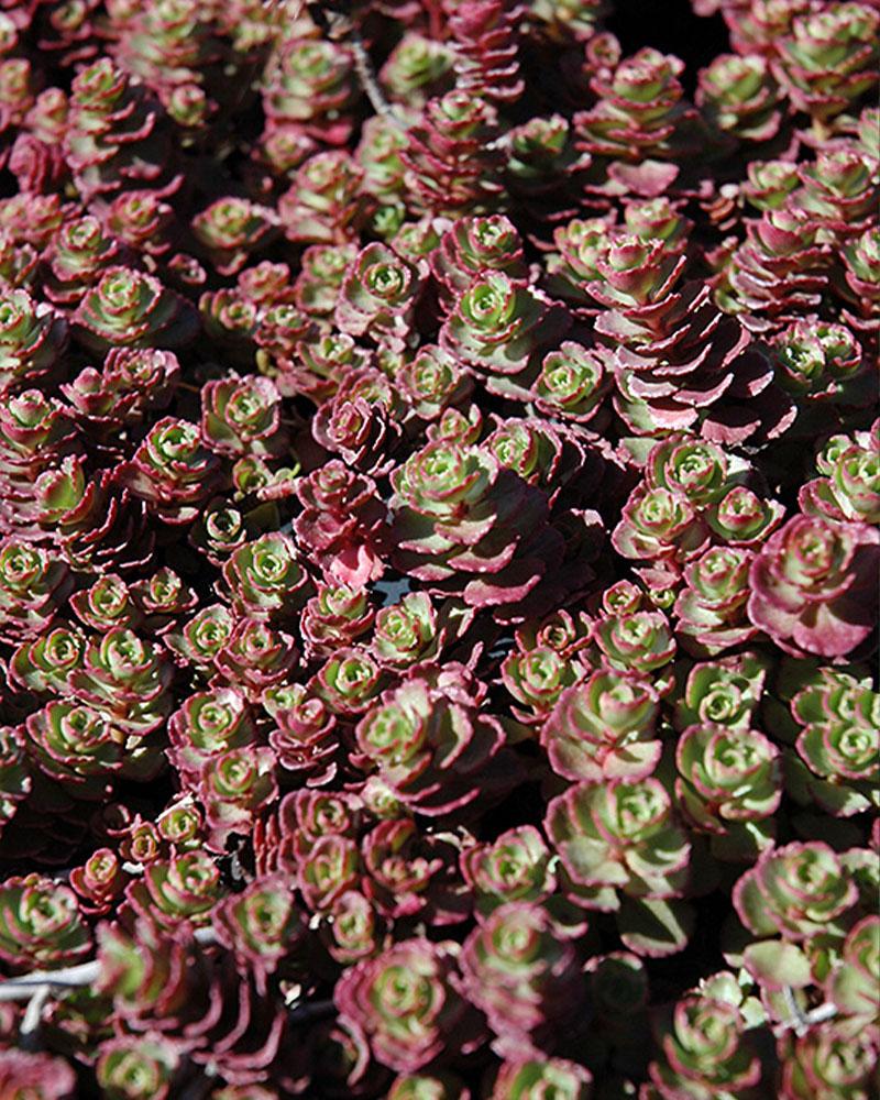 Sedum 'Red Carpet' 1 Gallon