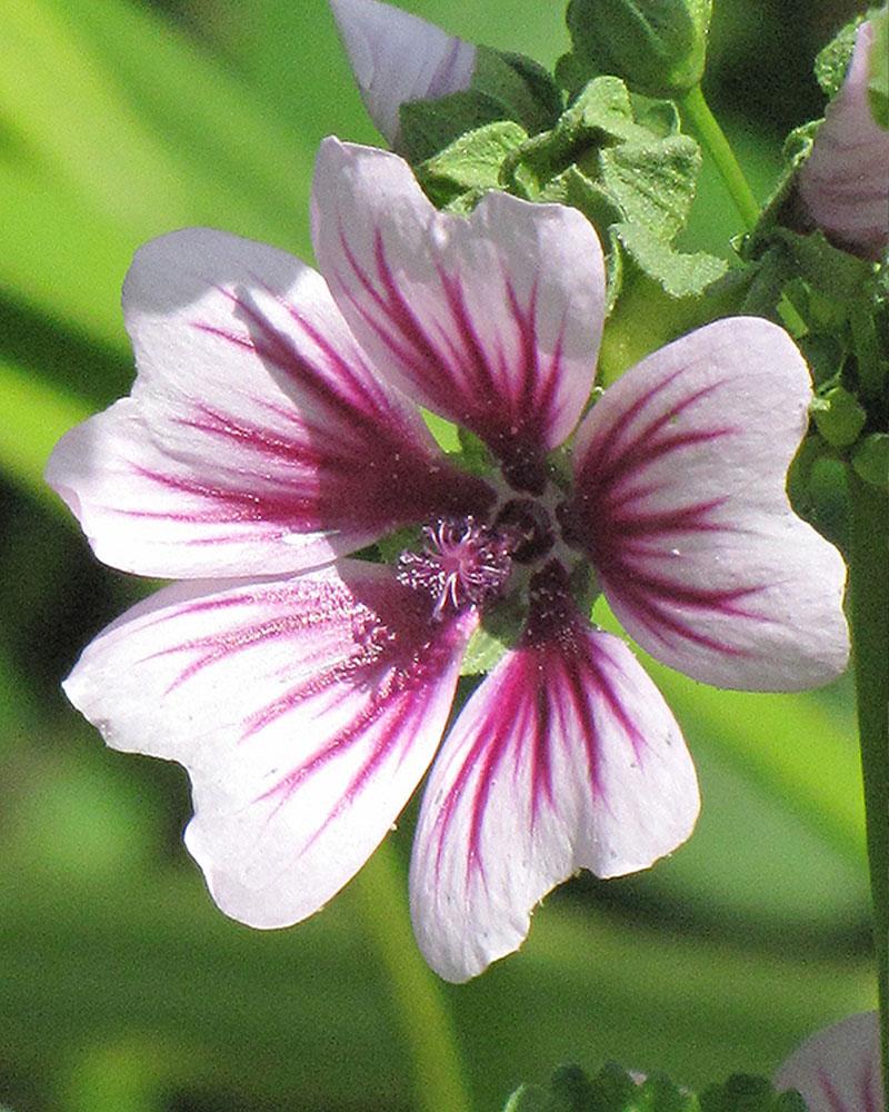 Malva 'Zebrina' 1 Gallon