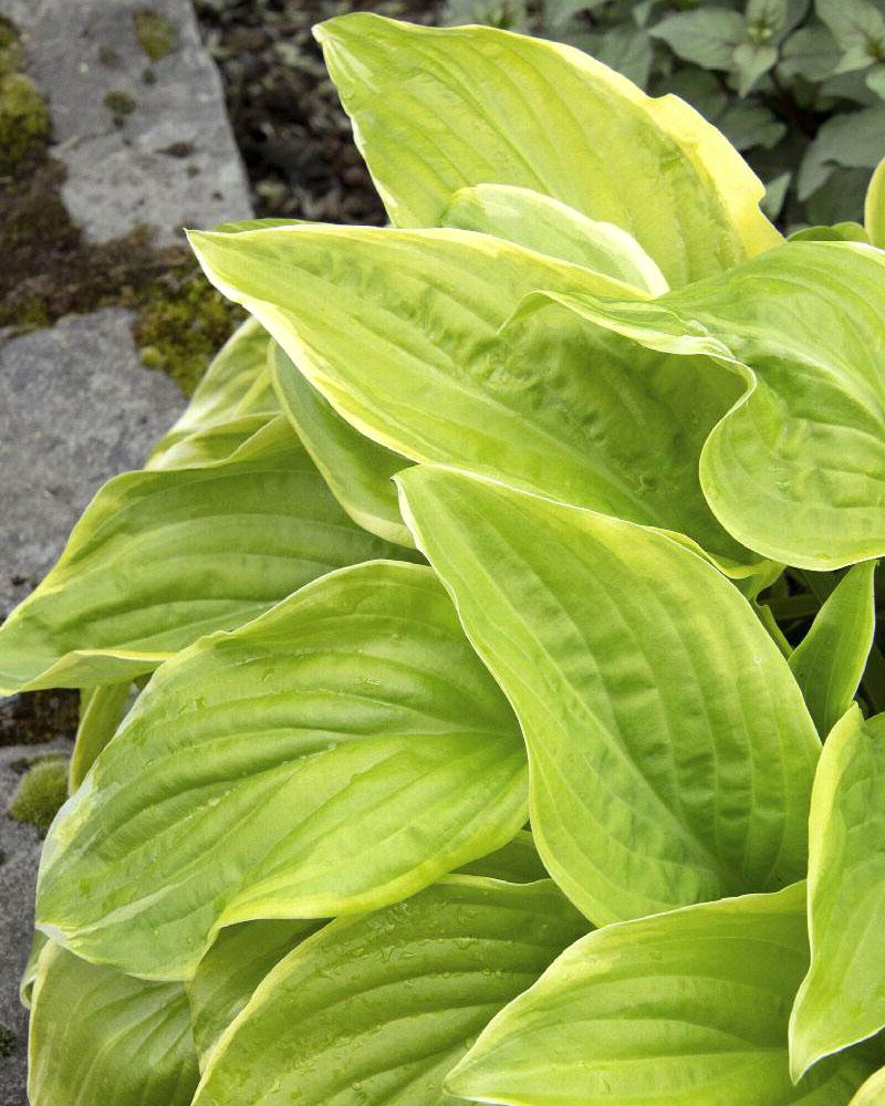 Hosta 'Fragrant Bouquet' 1 Gallon