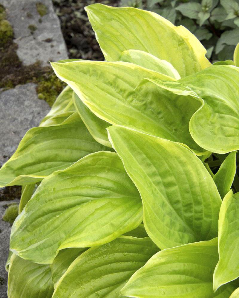 HOSTA FRAGRANT BOUQUET