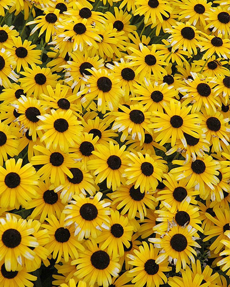 Rudbeckia 'Viette's Little Suzy' 1 Gallon