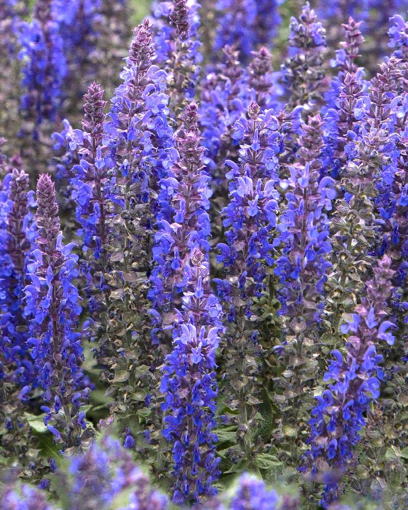 Departments - Salvia 'Blue Bouquetta' 1 Gallon