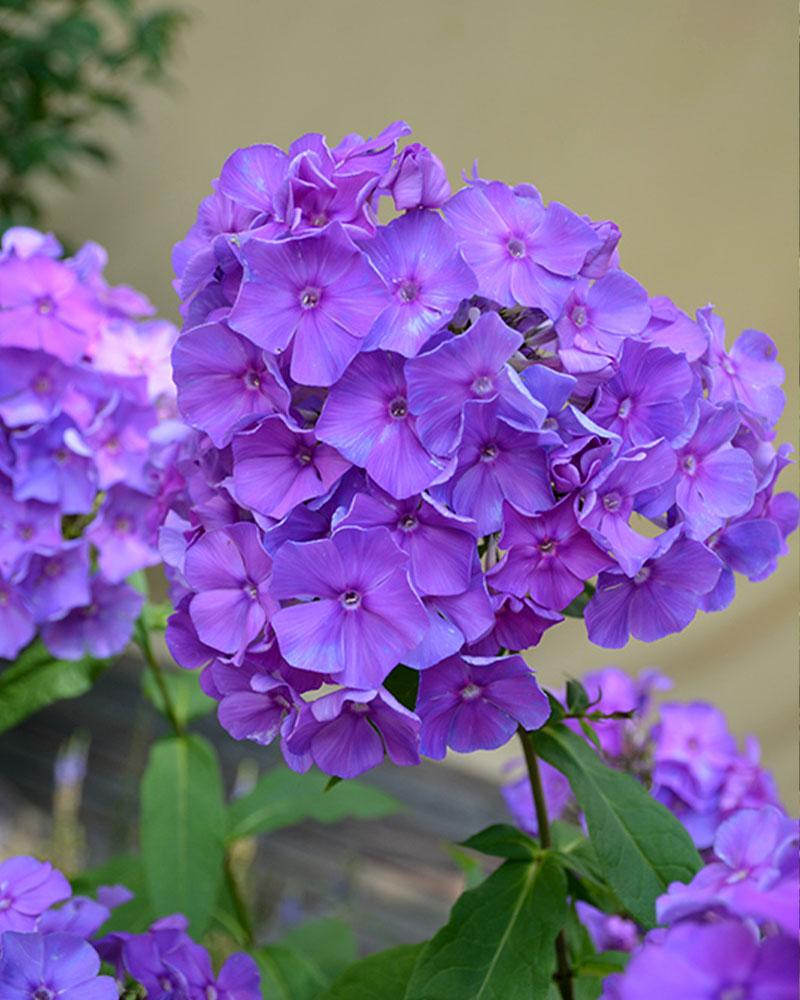 Phlox 'Blue Paradise' 1 Gallon