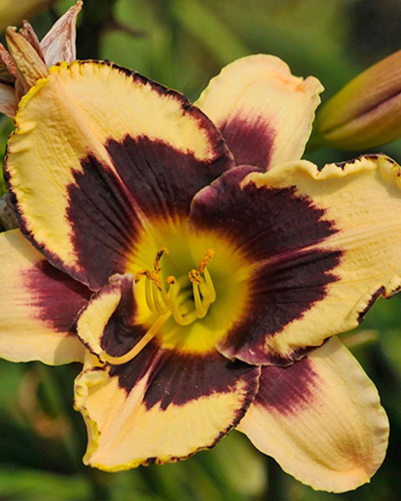 HEMEROCALLIS INKHEART