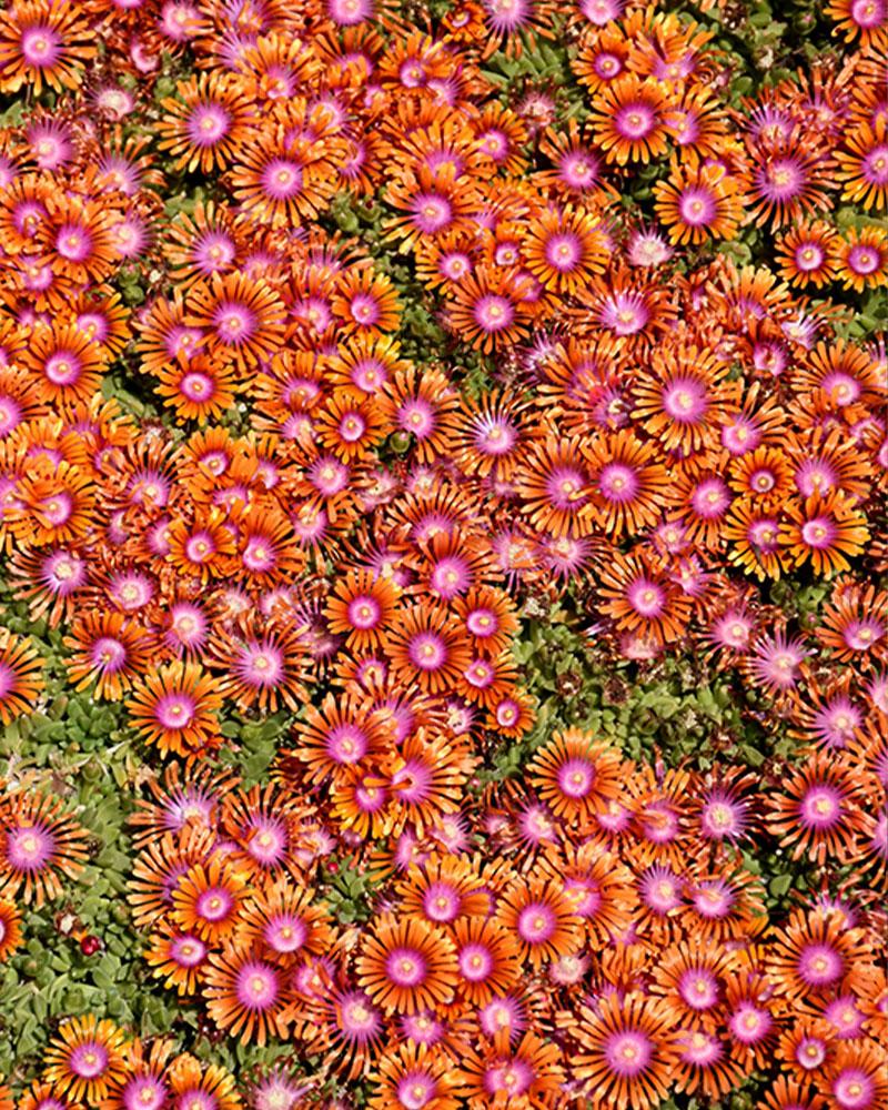 Delosperma 'Fire Spinner' 3.25 Inch