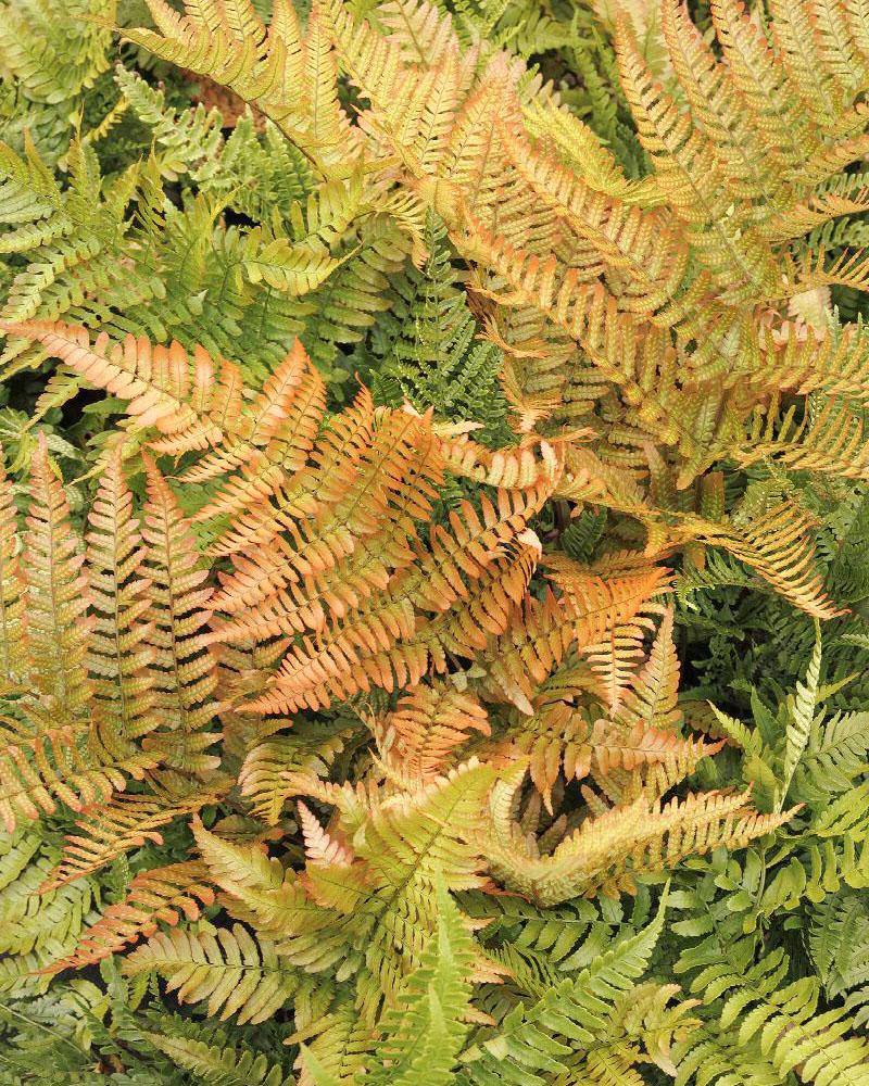 Fern Autumn 'Brilliance' 1 Gallon