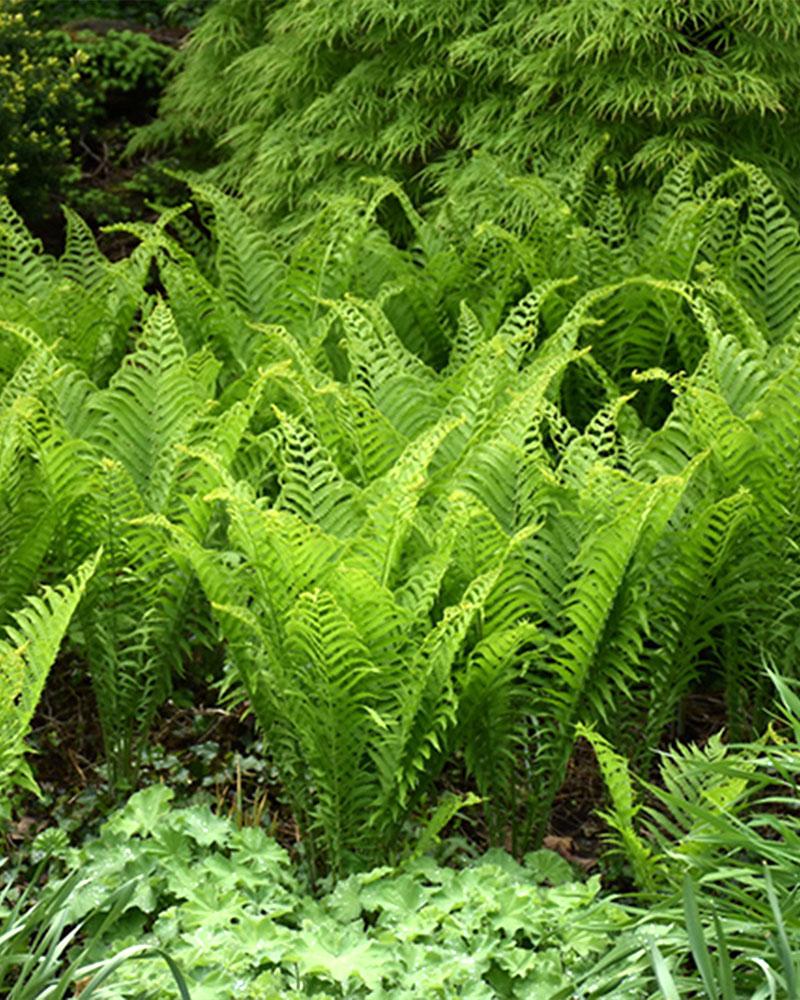 Fern Ostrich 1 Gallon