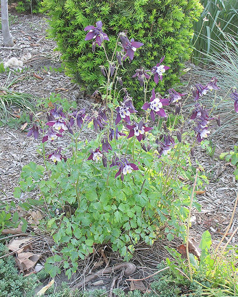 Aquilegia 'Winky Purple-White' 1 Gallon