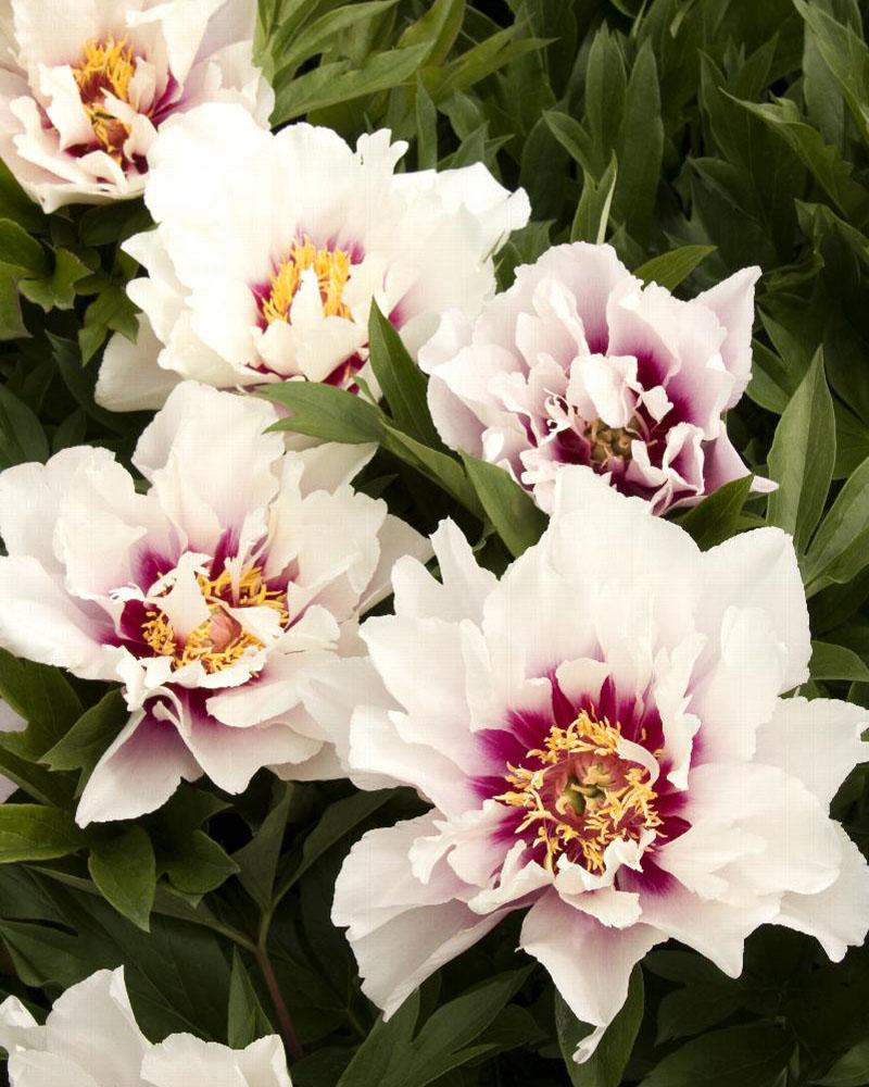 PAEONIA CORA LOUISE #2