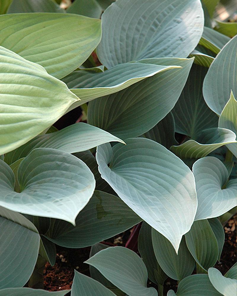 HOSTA HALCYON