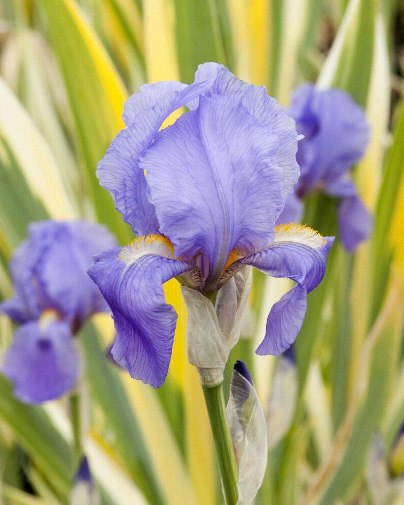 Iris Sweet 'Variegated' 1 Gallon