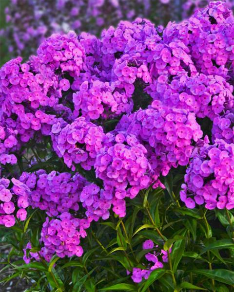 Phlox 'Fashionably Early Flamingo' 1 Gallon