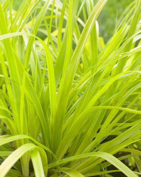 Grass Carex Evercolor® 'Everillo' 1 Gallon