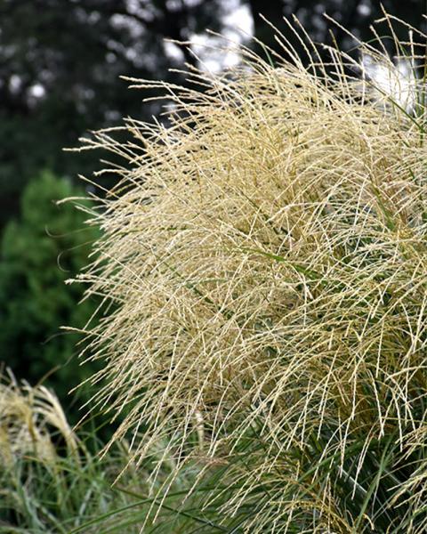 Grass Miscanthus 'Encore' 5 Gallon