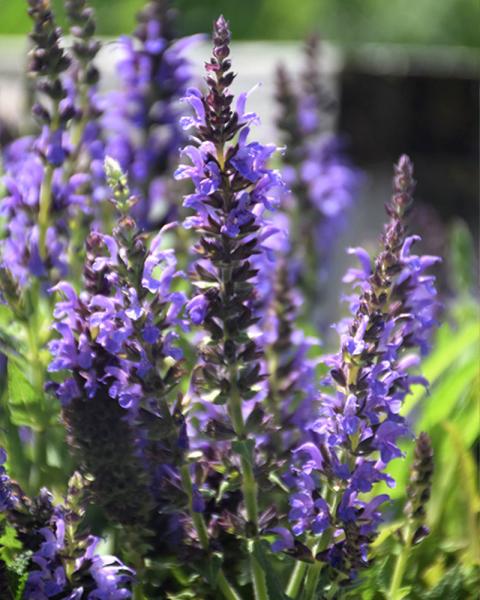 Salvia 'Marcus' 19 Cm