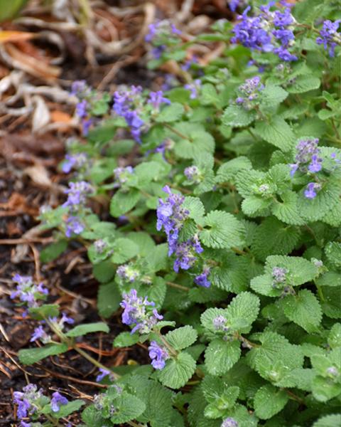 Nepeta 'Early Bird' 1 Gallon