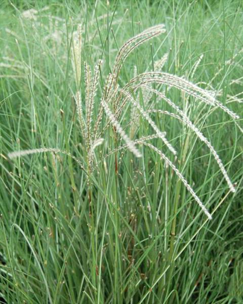 Grass Miscanthus 'Little Fountain' 1 Gallon