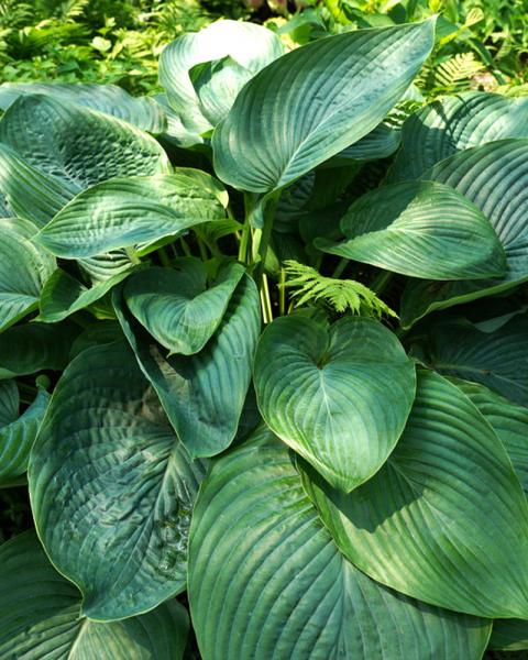 Hosta Shadowland® 'Empress Wu' 3 Gallon