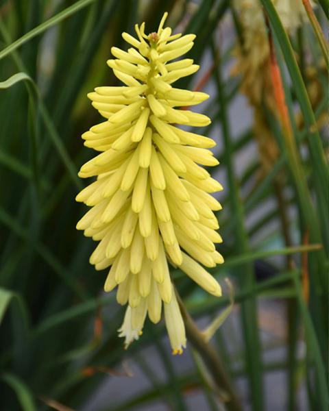 Kniphofia 'Pineapple Popsicleâ¢' 19 Cm