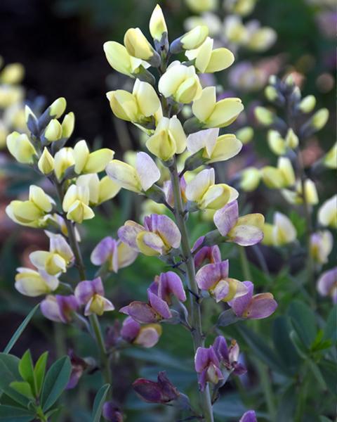 Baptisia Decadence® Deluxe 'Pink Lemonade' 1 Gallon