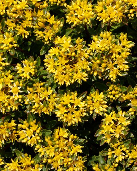 Sedum Rock 'N Round 'Bright Idea'