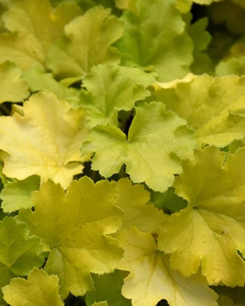 Heuchera 'Lemon Love' 1 Gallon