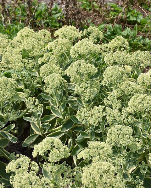 Sedum 'Frosted Fire' 1 Gallon