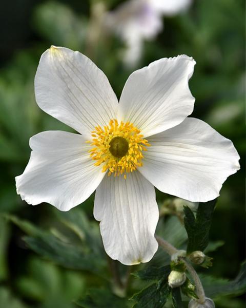 Anemone 'Wild Swan'