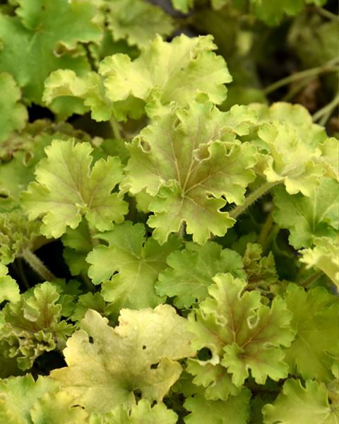 HEUCHERA DOLCE APPLE TWIST